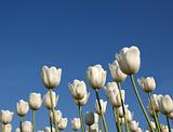 White tulips on sky