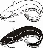 Catfish, vector illustration