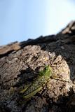 Grasshopper on tree