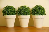 Three decorative pot plants