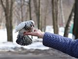 Dove feeding in hand