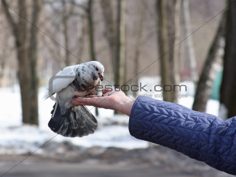 Dove feeding in hand