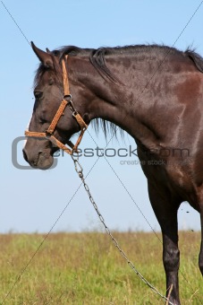 Horse on a meadow