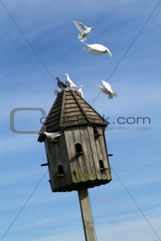 Dovecot with doves