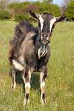 Funny goat grasing at lawn