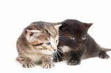 Two little kittens on white background