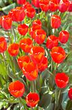 Tulips. Lawn of fresh spring red flowers