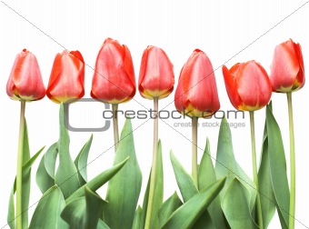 Bouquet of red tulips isolated on white