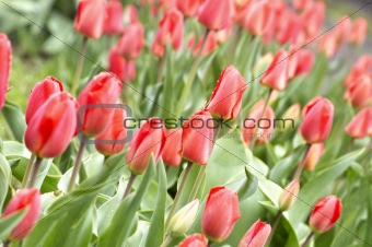 Tulips. Lawn of fresh spring red flowers