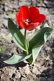 Small tulip sprouted in empty field
