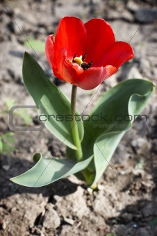 Small tulip sprouted in empty field