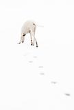 White greyhound hunting: sniff up fresh footprints