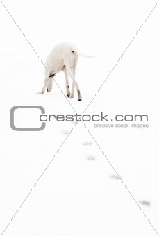 White greyhound hunting: sniff up fresh footprints