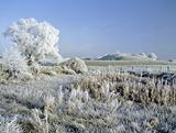 frost covered landscape