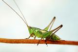 Grasshopper on stalk over white background