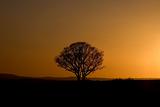 Beautiful lonely tree in sunset. Orange and silhouette.