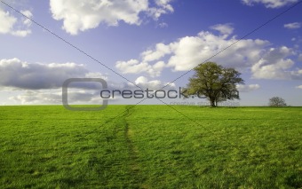Summer landscape - green field lonely tree and the blue sky
