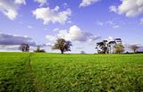 Green field with trees and bright blue sky. Essex, Great Britain