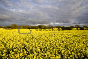 Beautiful rape field with tree and clouds. Blue yellow white.