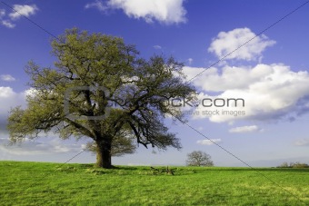 Summer landscape - green field lonely tree and the blue sky