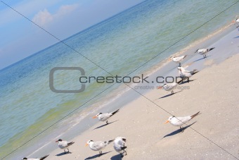 Birds in the beach