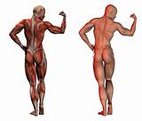 fitness anatomy