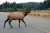 Elk crossing the road