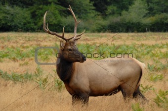 Bulk Elk in the field