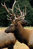 Couple of bulk elks in the field 