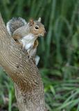 Wild Squirrel on the tree