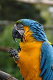Blue and Yellow Macaw Parrot (#39)