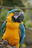 Blue and Yellow Macaw Parrot (#44)