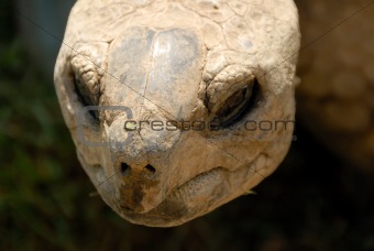 Turtle's head (#38)