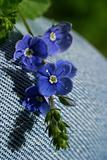 Small dark blue flowers