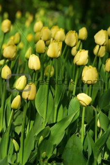 Yellow tulips 
