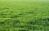 Green grass field