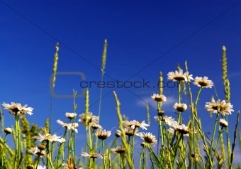 Summer meadow
