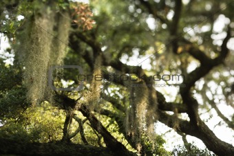 Spanish moss hanging from tree on Bald Head Island, North Caroli