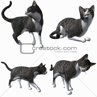 Cat-Grey Tabby