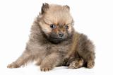 The puppy of the spitz-dog