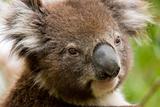 Australian Koala, Sydney