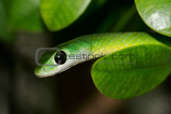 Eastern green snake 