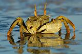 Ghost crab 