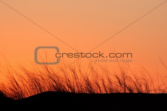 Grass silhouette