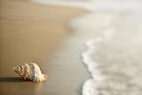 Conch shell on sand with waves.
