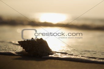 Conch shell on beach  with waves.