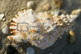Conch shell in sand.
