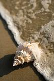 Conch shell in wave.