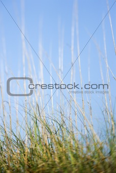 Grass with blue sky.