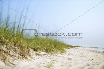 Grass at beach.